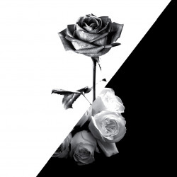 Design and Advertising agency Safehouse Studios